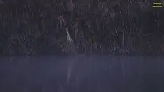 Die gro&szlig;e Rohrdommel / Great bittern