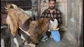 Mashallah quality goat bullet gujri palne wale bakre start