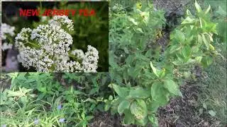 My Bumble Bee Retreat - Cathy's Eclectic Garden
