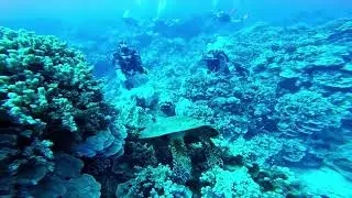 Pacific Divers
