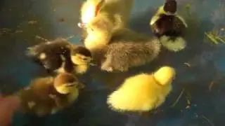 Ducklings Splashing!