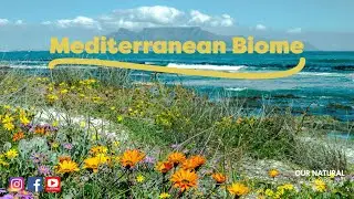The unique and diverse shrubland - Mediterranean Biome
