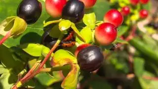 ladybird ladybug copulating mating filmed slow motion casio fh100
