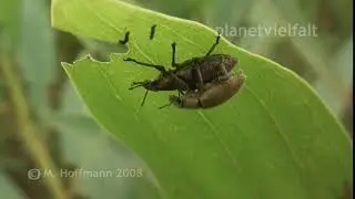 Kopula R&uuml;sselk&auml;fer auf Acacia mangifera Sook, Borneo  mating snout beetles