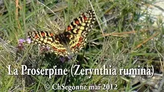 La Proserpine (Zerynthia rumina)