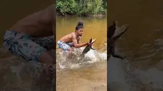 The Chinese farm crocodiles #shortvideo