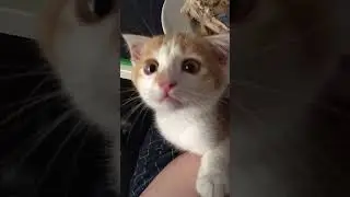 Попрошайка