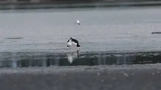 Pied stilts