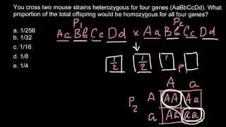 How to find genopypic ratio of the cross