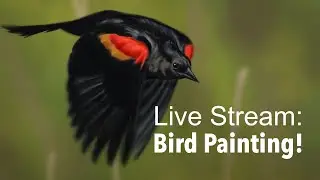 Live Stream - Painting Birds