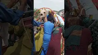 Camel Crying Madness 🔥 Real Desi Viral Moment!