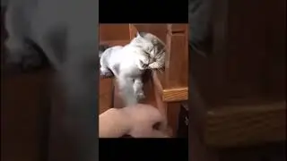 cat sounded like a starting car engine