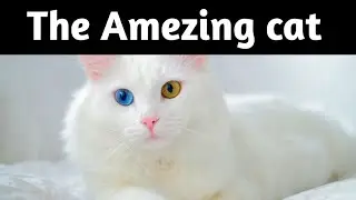 The Amezing cat || Tech Factz ||