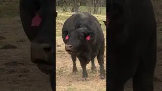 Look Out When Our Angus Bull Is Angry! | Midwest Homesteading  #homesteading #farmliving #cow #farm