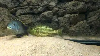 Nimbochromis polystigma breeding & mouthbrooding female - PISCES