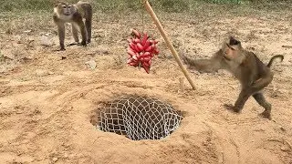 Building Monkey Trap Using Net Deep Hole