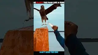 #new #viral #eagle #crow #birds #letest #viralvideo #27october #aura #theeagle
