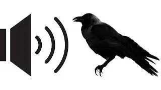 Crow , Raven Birds - Free Sound Effects For Video Editing