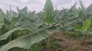 la bananeraies à 2 mois d'âge
