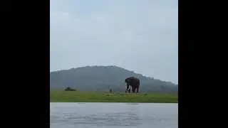 Elephants 🐘🐘🐘🐘 in Kabini Backwaters | Save Elephants | Save Nature |