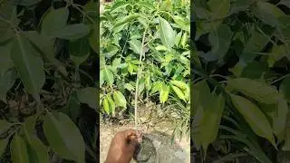 #thai_black_jamun | #jamun #black #thai_jamun #viralvideos #viral #fruitplants #fruit #farming #4k