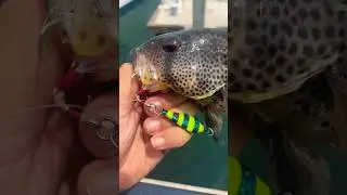 Slow Pitch Jig from Shore | #spottedbaybass #bassfishing #short