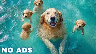 12 Hours Dog Music 🎵 Relaxing Music for Dogs With Anxiety🐶 Separation Anxiety Relief music💖Dog Calm