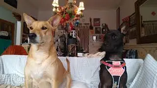 Master Carolina dog and her apprentice