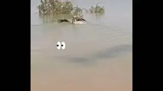 Instinct KARMA 😂😂😂#dog#pelicans #ai#swimming#wildlife#outdoors#wildanimals#bigdog#bigbirds#funny 