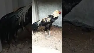 #Top Quality Assel Cock#Fighter Assel#