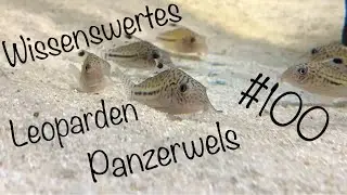 Der Leoparden Panzerwels | Wissenswertes #100