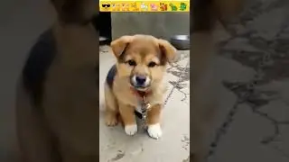 Puppy Voice || Dong Sound || #viral #puppy #dog #shorts #cute