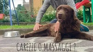 Come fare un massaggio al cane
