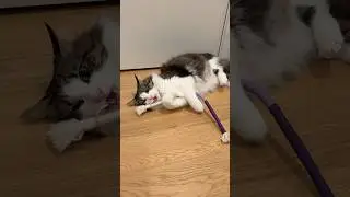 Cats with biting aggression biting their Potaroma play rope