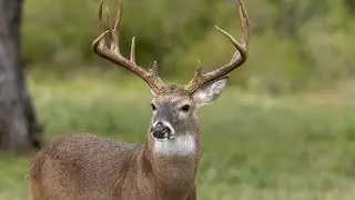 Whitetail Pursuit: The Epic Country Anthem for River Hunts