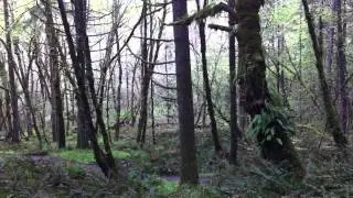 Dueling Winter Wrens