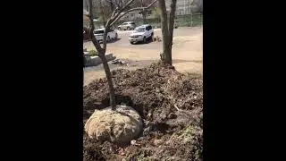 How remove/ relocate a tree Landscaping in Philadelphia 267-342-1489 part 2