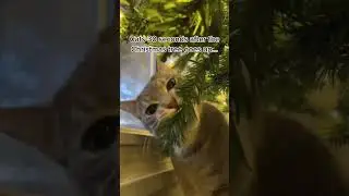My cat: &ldquo;its TIIIMMMMEEEEE!&rdquo; #cats #catchristmas #christmastree #catownerproblems
