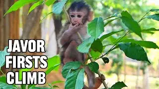 Javor&rsquo;s First Climb &ndash; So Happy! 🧗&zwj;♀️🐒, @monkeyscorner