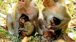 Young mom DeeDee always walk follow Jill, DeeDee learn how to nurse new baby monkey