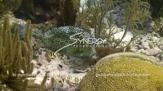 1024 honeycomb cowfish grazing on brain coral caribbean coral reef stock footage video