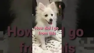japanese spitz x pomeranian glow up #howdidigofromthistothis #japanesespitz #pomspitz