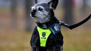 Veteran And Service Dog Snoopy - Hello My Old Heart