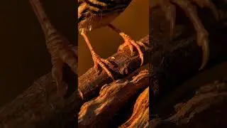Finch Feet Grip Macro