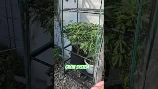 Lehrvideo - wie man cannabis im regalgew&auml;chshaus anzieht #viral #grow #Garten