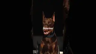 5 NIGHTMARE Dogs That Will Guard Your Soul from Evil