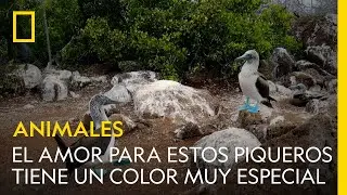 El amor para estos piqueros tiene un color muy especial | NATIONAL GEOGRAPHIC ESPA&Ntilde;A