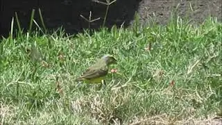 Yellow-Fronted Canary in the Field
