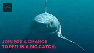 Squid Game V2 Live on BSC, Base & Solana - Now cross-chain on BNB Smart Chain, Base, and Solana