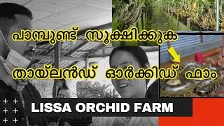 ORCHID FARM IN THAILAND|LISSA ORCHIDS|പാമ്പുണ്ട് സൂക്ഷിക്കുക തായ്‌ലൻഡ് ഓർക്കിഡ് ഫാം